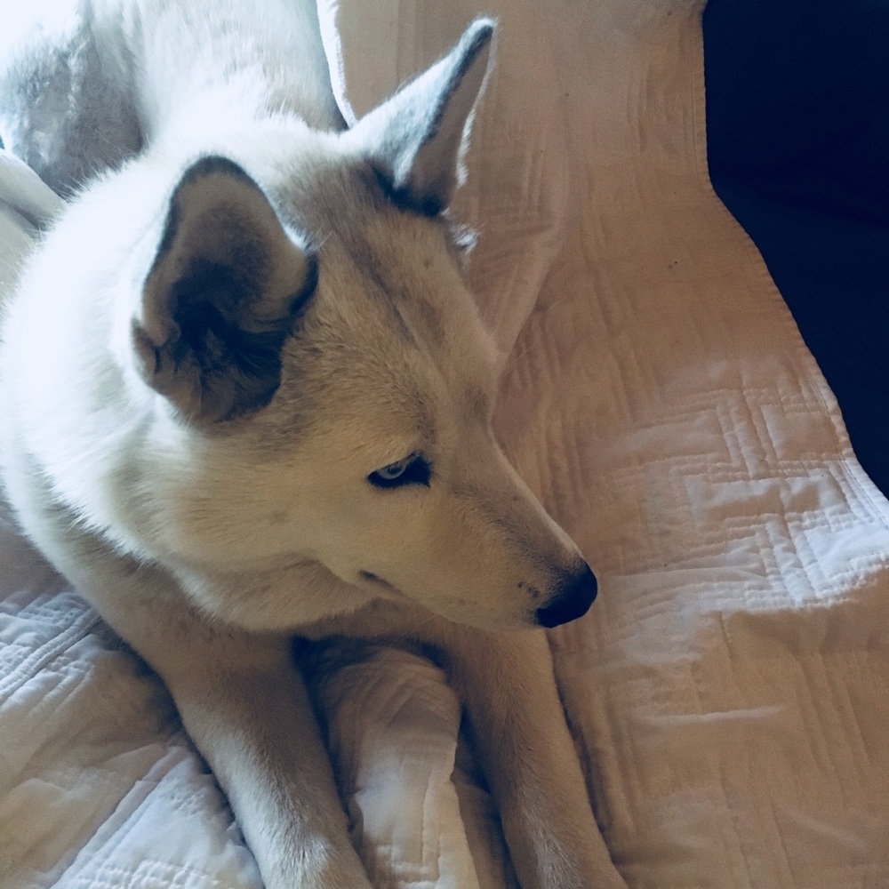 Meet your Posher, Theodore